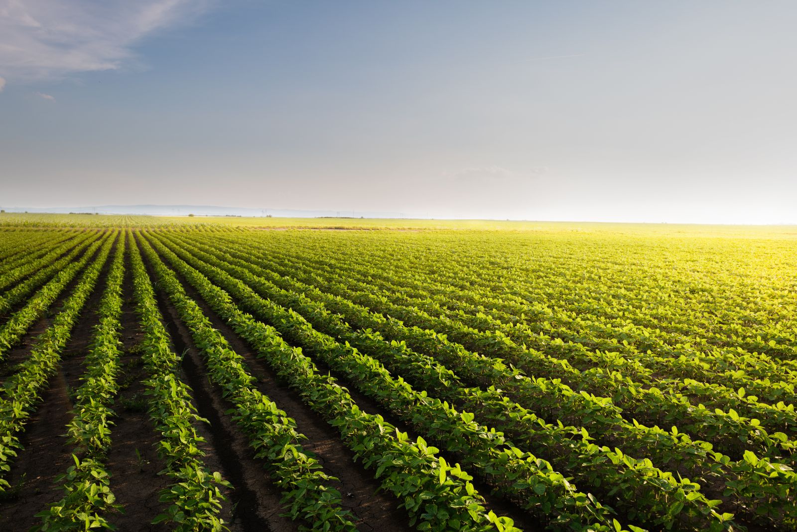 Soybean field and sunshine by fotokostic via iStock